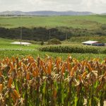 A produtividade média esperada para o milho deverá crescer em torno de 23,93% e chegar a 8.460 quilos por hectare (Foto: Aires Mariga/Epagri))