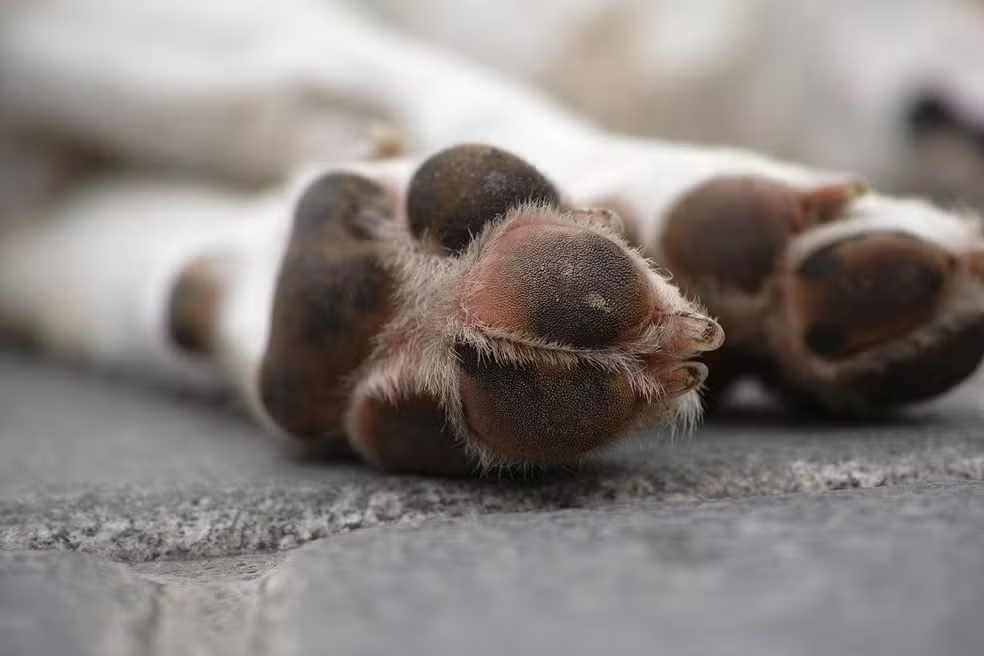 Mulher é condenada por pagar R$ 100 para homem matar cão da filha em SC